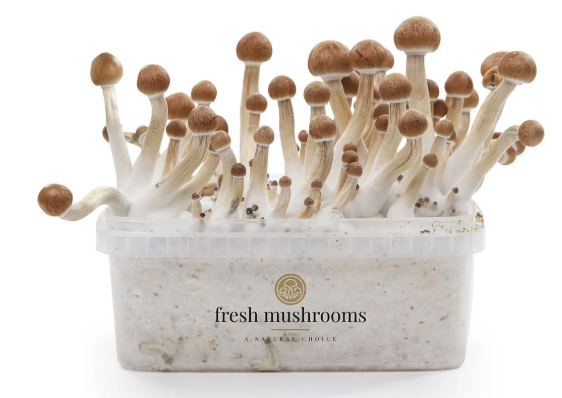 Magic Mushroom Zuchtset (100% Myzelium)