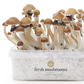 Magic Mushroom Zuchtset (100% Myzelium)