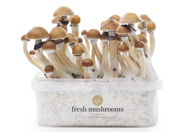 Magic Mushroom Zuchtset (100% Myzelium)