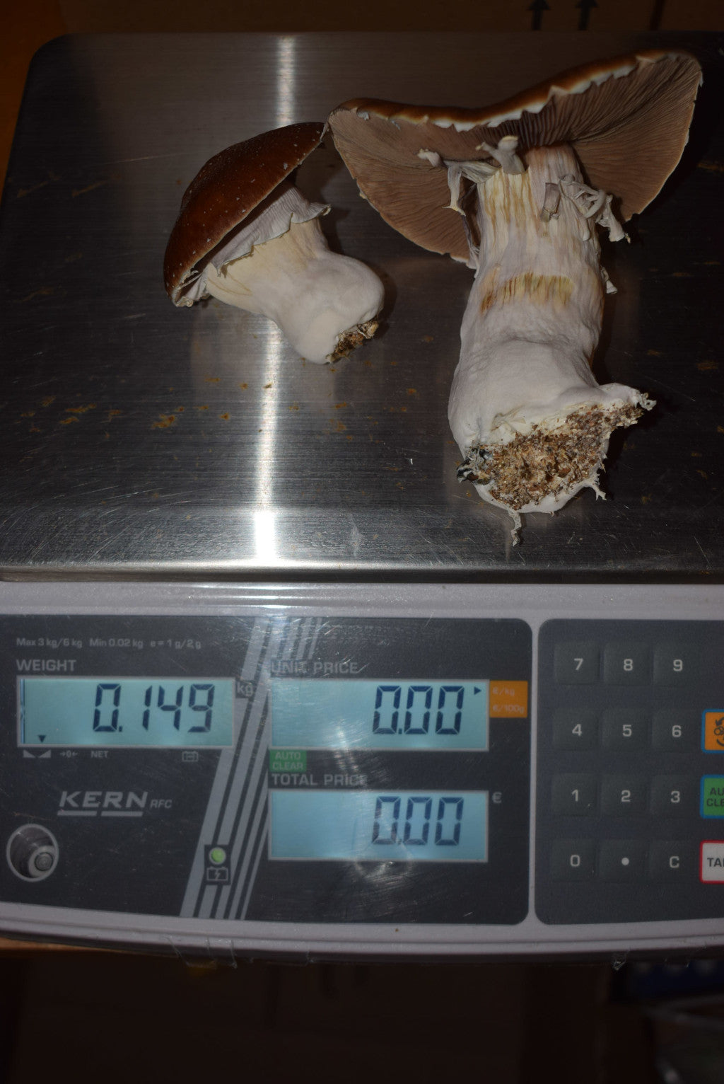 Magic Mushroom Growbag