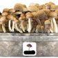 Magic Mushroom Power-Sorten