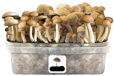 Magic Mushroom Power Strains