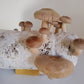 Shiitake