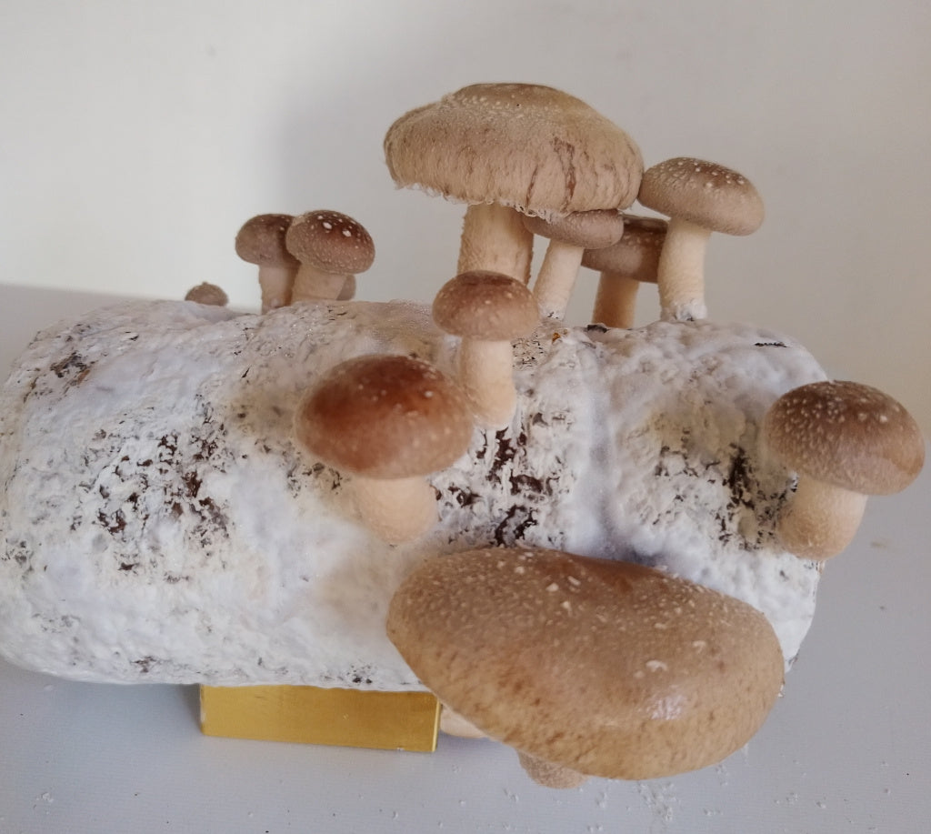 Shiitake