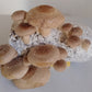 Shiitake