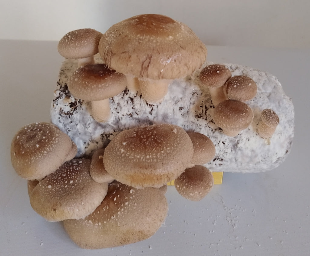 Shiitake