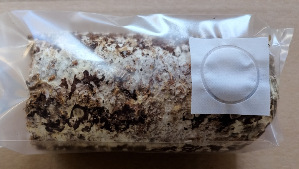 Shiitake