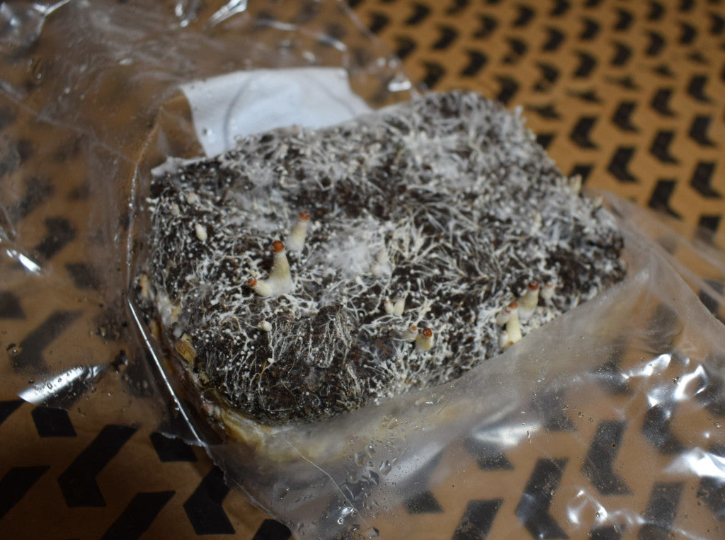 Magic Mushroom Growbag