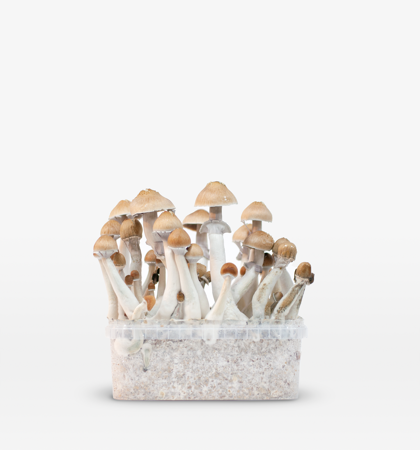 Magic Mushroom Growkit (klassisch)