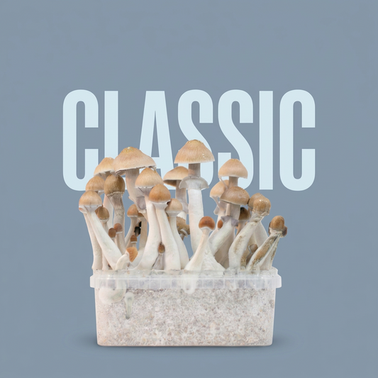 Magic Mushroom Zuchtset (klassisch)