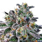Autoflower Cannabis seeds