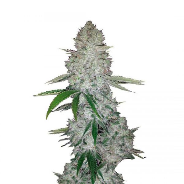 Autoflower Cannabiszaden