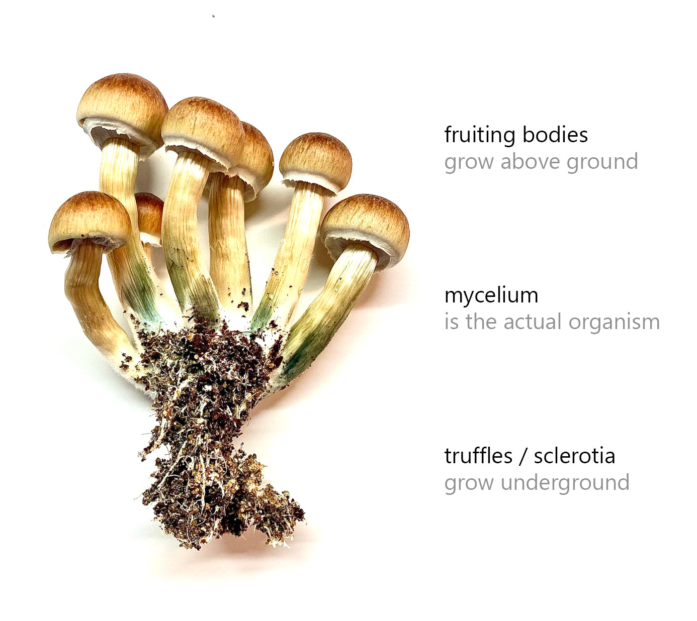 Guía de cultivo de hongos mágicos para principiantes