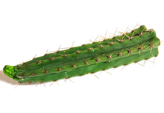 Corte de Cactus San Pedro - Peruano 24-29 cm