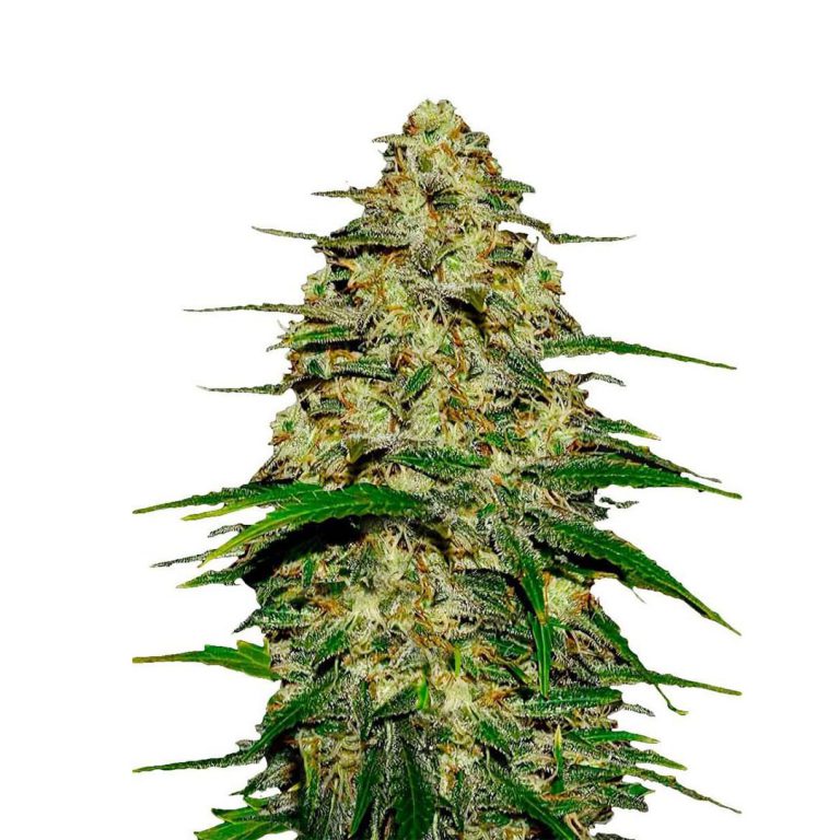 Semillas de Cannabis autoflorecientes