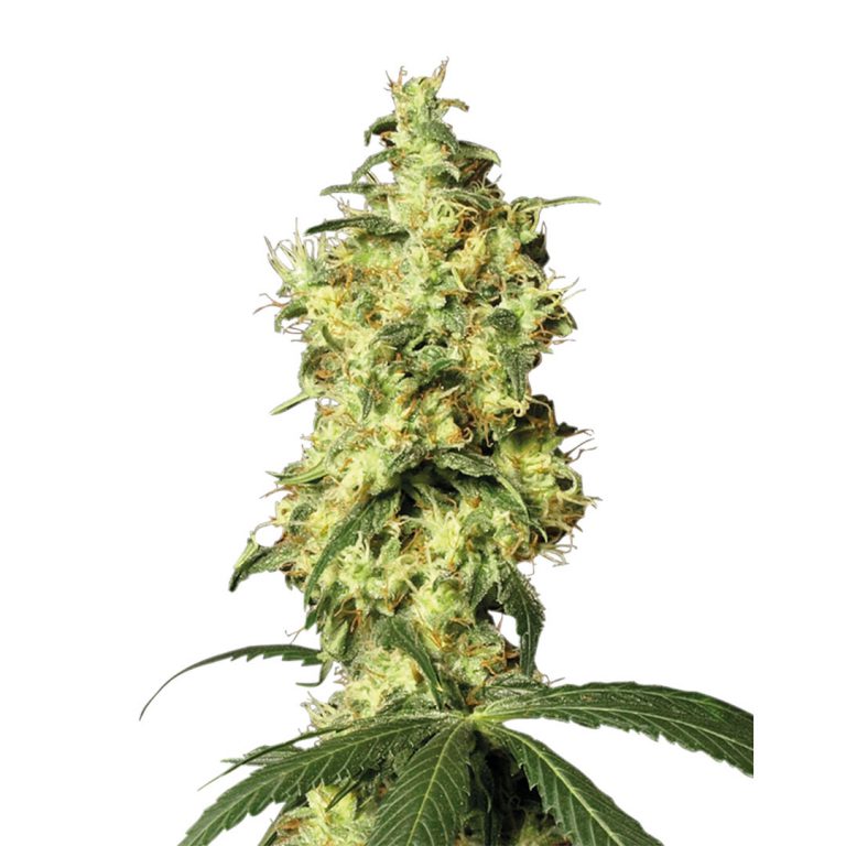 Autoflower Cannabisfrön